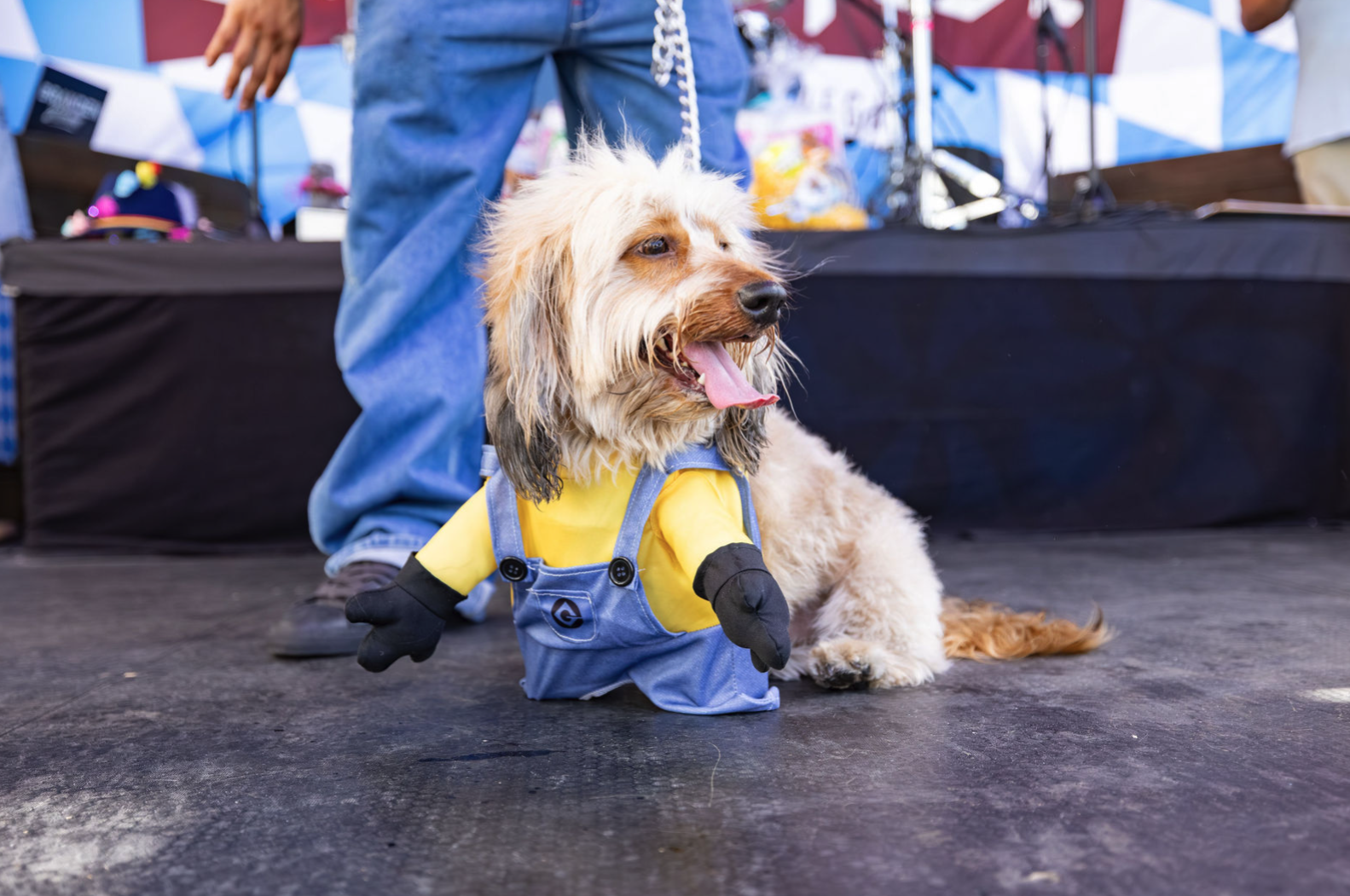 Favorite racing dachshunds