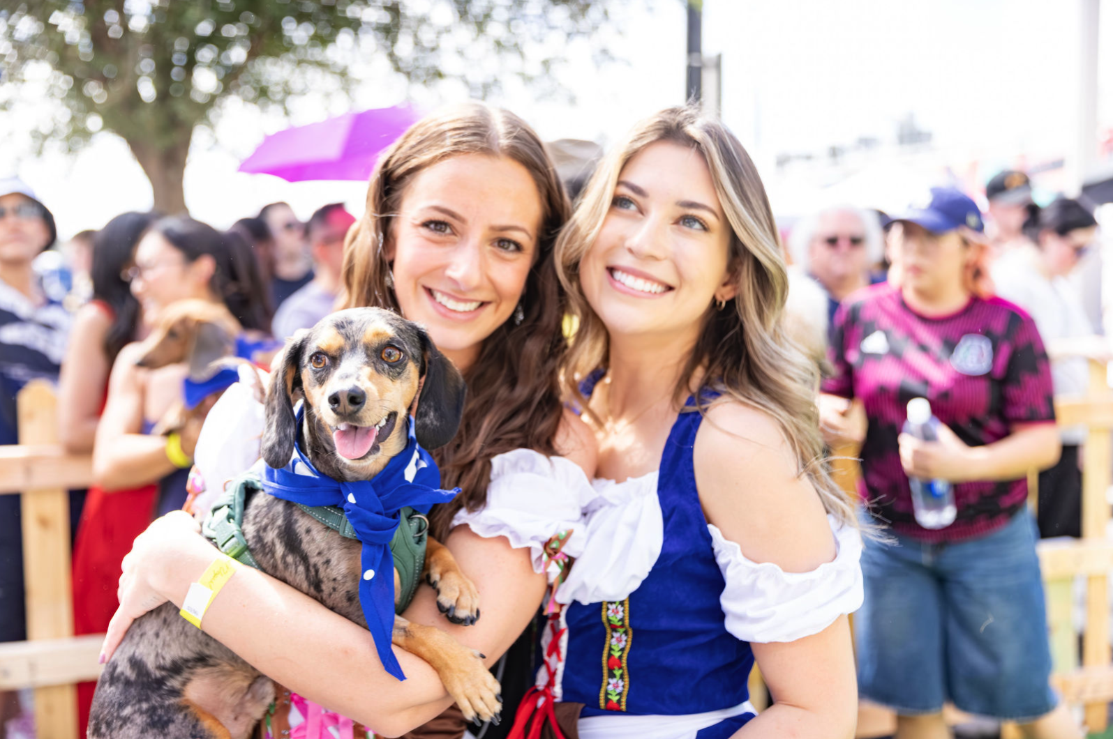 Handler preparing a dachshund